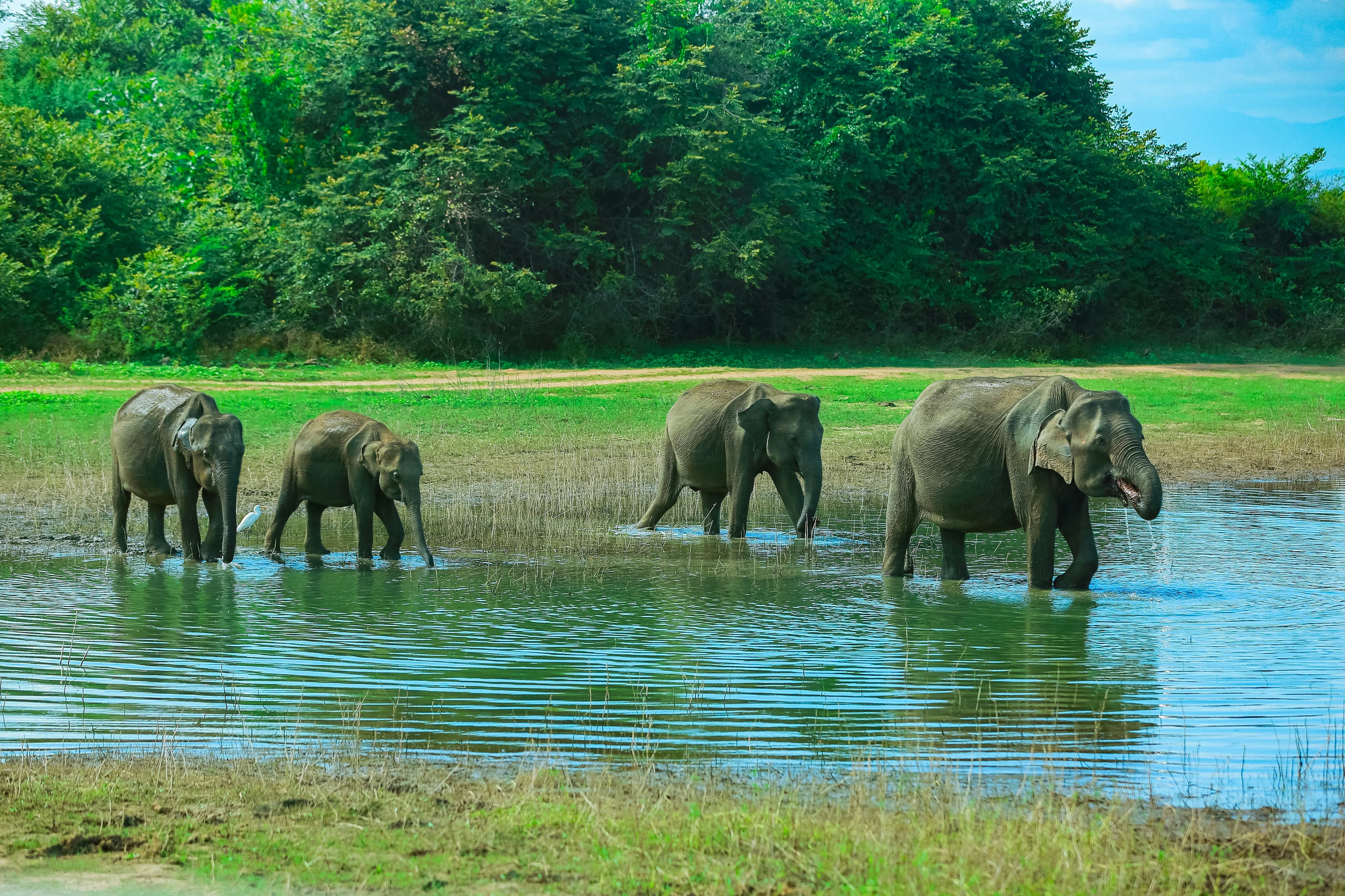 Udawalawe Safari
