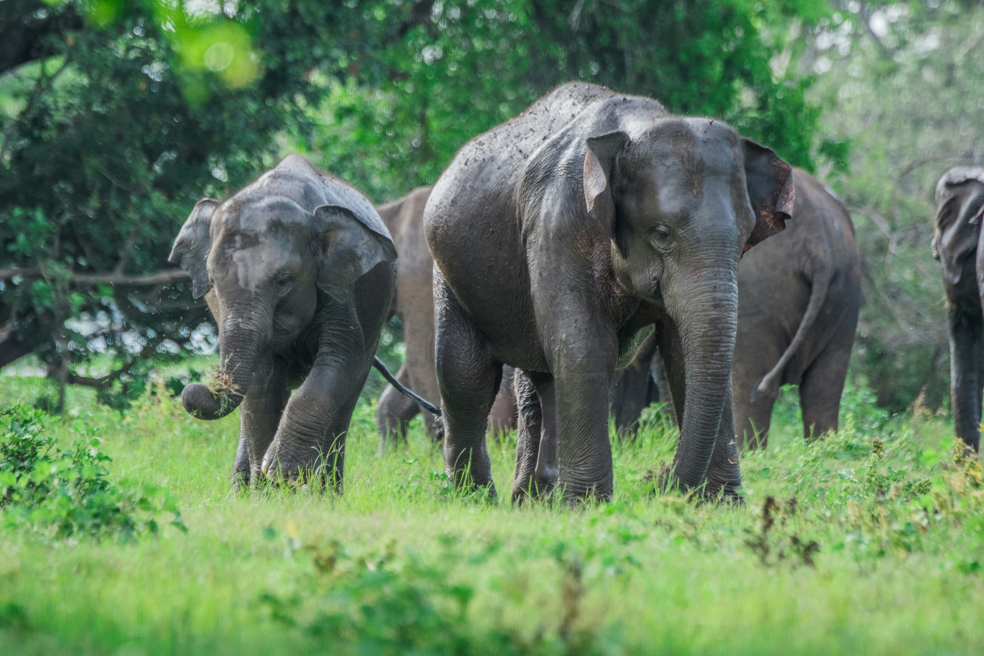 Minneriya Safari